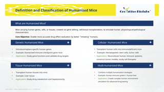 Learn More | www.creative-biolabs.com | Confidential
Definition and Classification of Humanized Mice
• Introduce/replace speciﬁc human genes
• Example: Humanized immune checkpoint gene mice
• Application: Study gene functions and validate drug targets
Mice carrying human genes, cells, or tissues, created via gene editing, cell/tissue transplantation, to simulate human physiological/pathological
characteristics.
Core Objective: Enable more accurate drug eﬀect evaluation by better "imitating" humans.
• Transplant human cells into immunodeﬁcient mice
• Example: Hematopoietic stem cells, tumor cells
• Application: Reconstitute human immune systems,
construct tumor models, study cell therapies
• Transplant human tissues into mice
• Example: Liver tissue
• Application: Study drug metabolism and hepatotoxicity
• Combine multiple humanization strategies
• Example: Human immune system + human liver
• Application: Create complex human environment
simulation for advanced drug testing
What are Humanized Mice?
Genetic Humanized Mice Cellular Humanized Mice
Tissue Humanized Mice Multi-humanized Mice
 