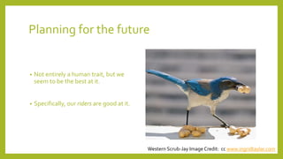 Planning for the future
• Not entirely a human trait, but we
seem to be the best at it.
• Specifically, our riders are good at it.
Western Scrub-Jay Image Credit: cc www.ingridtaylar.com
 