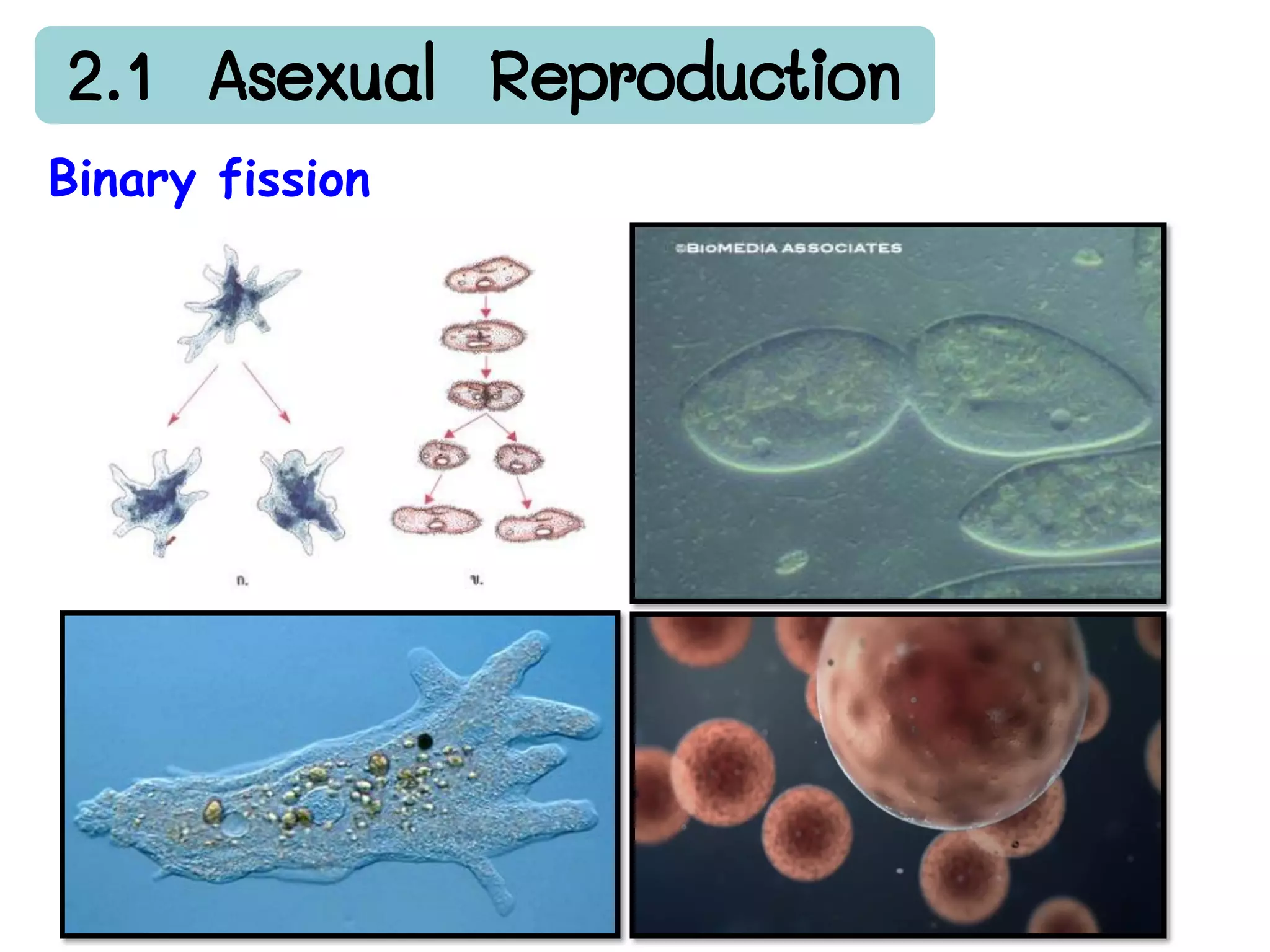 Binary fission
 