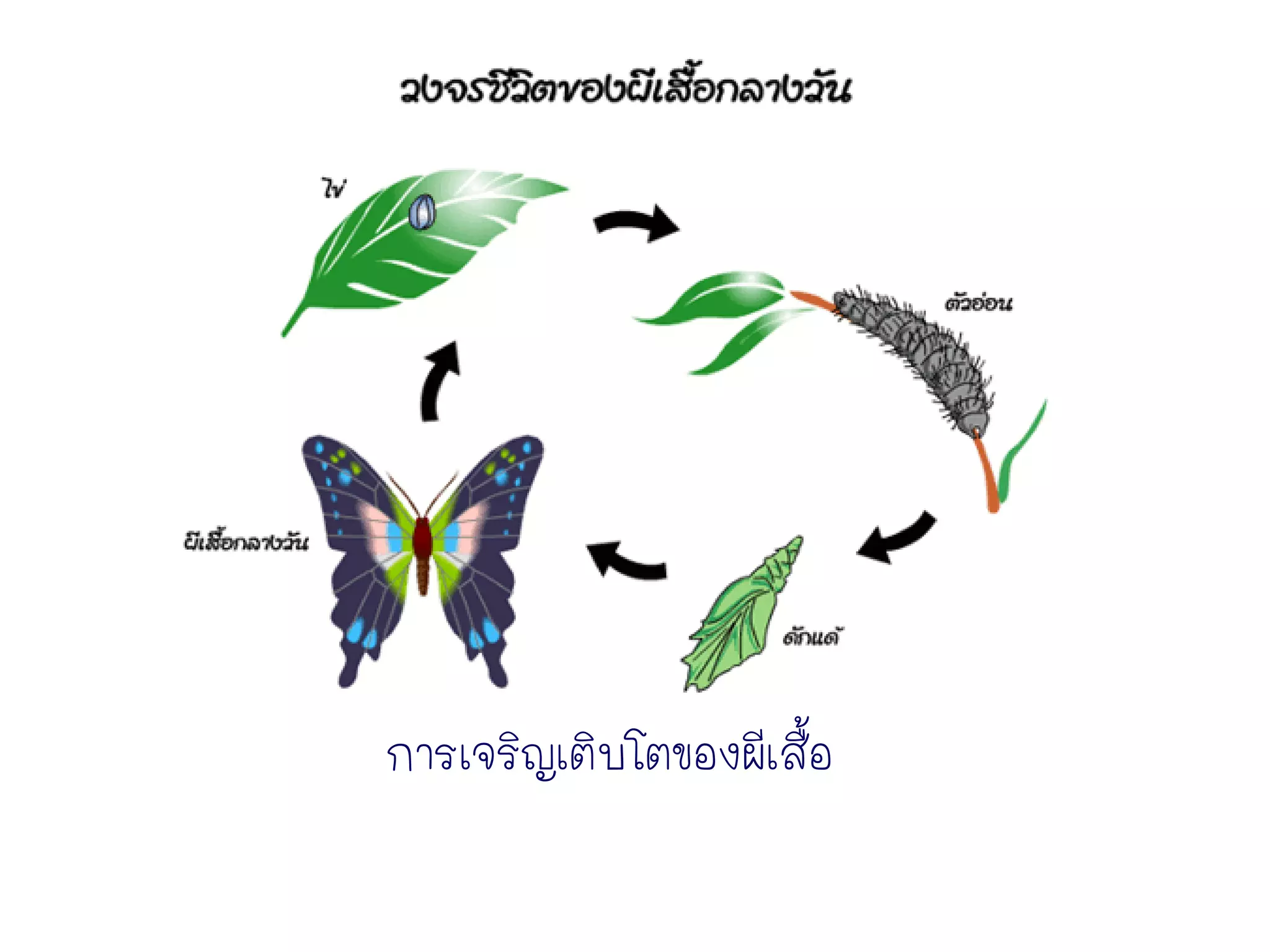 การเจริญเติบโตของผีเสื้อ
 