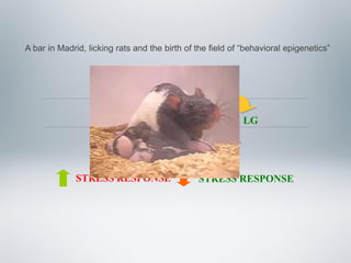 Epigenetic Mechanisms: Mediating Between Experience & Mental & Physical ...