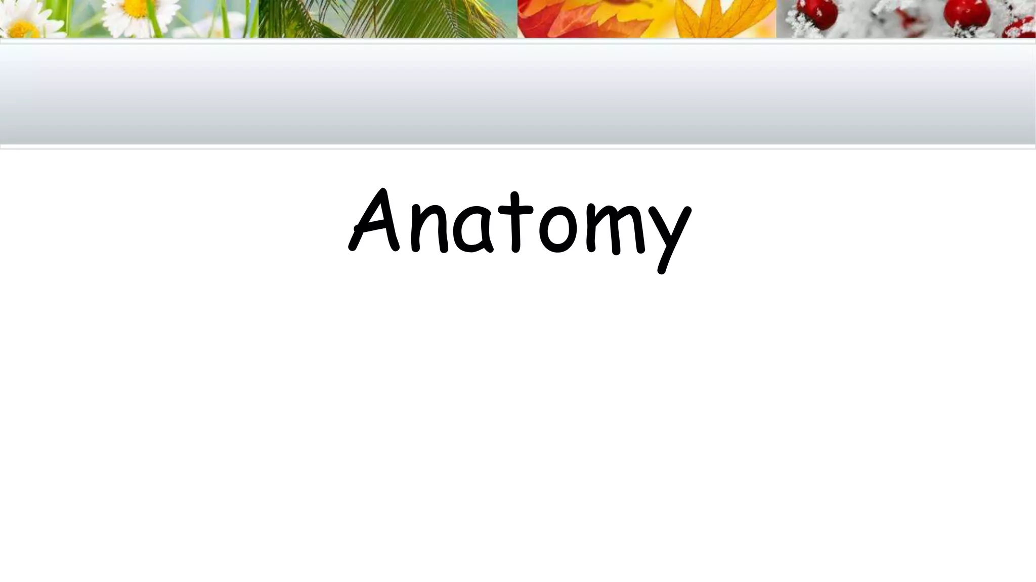 Anatomy
 