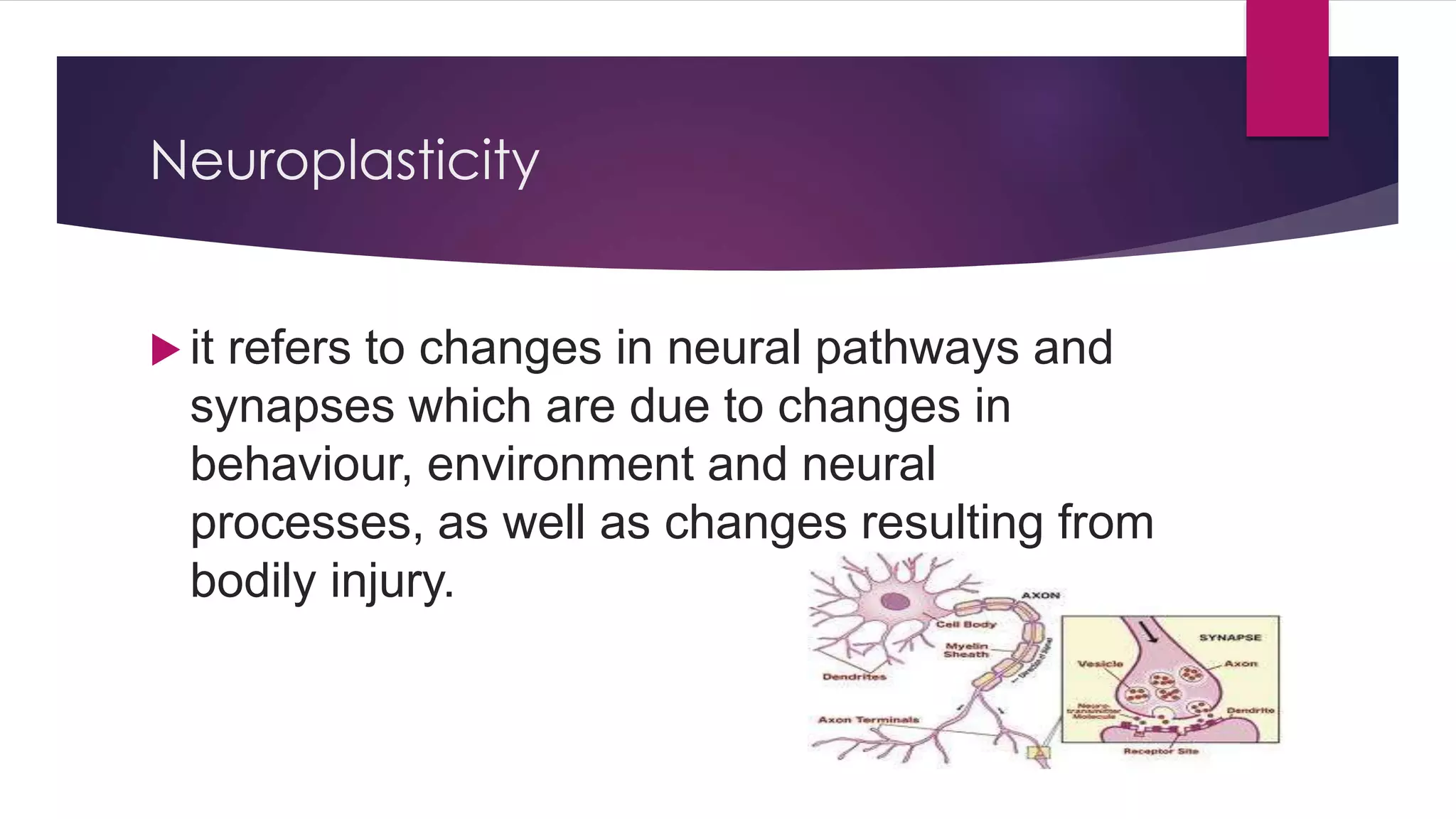 Neuroplasticity
 it refers to changes in neural pathways and
synapses which are due to changes in
behaviour, environment and neural
processes, as well as changes resulting from
bodily injury.
 