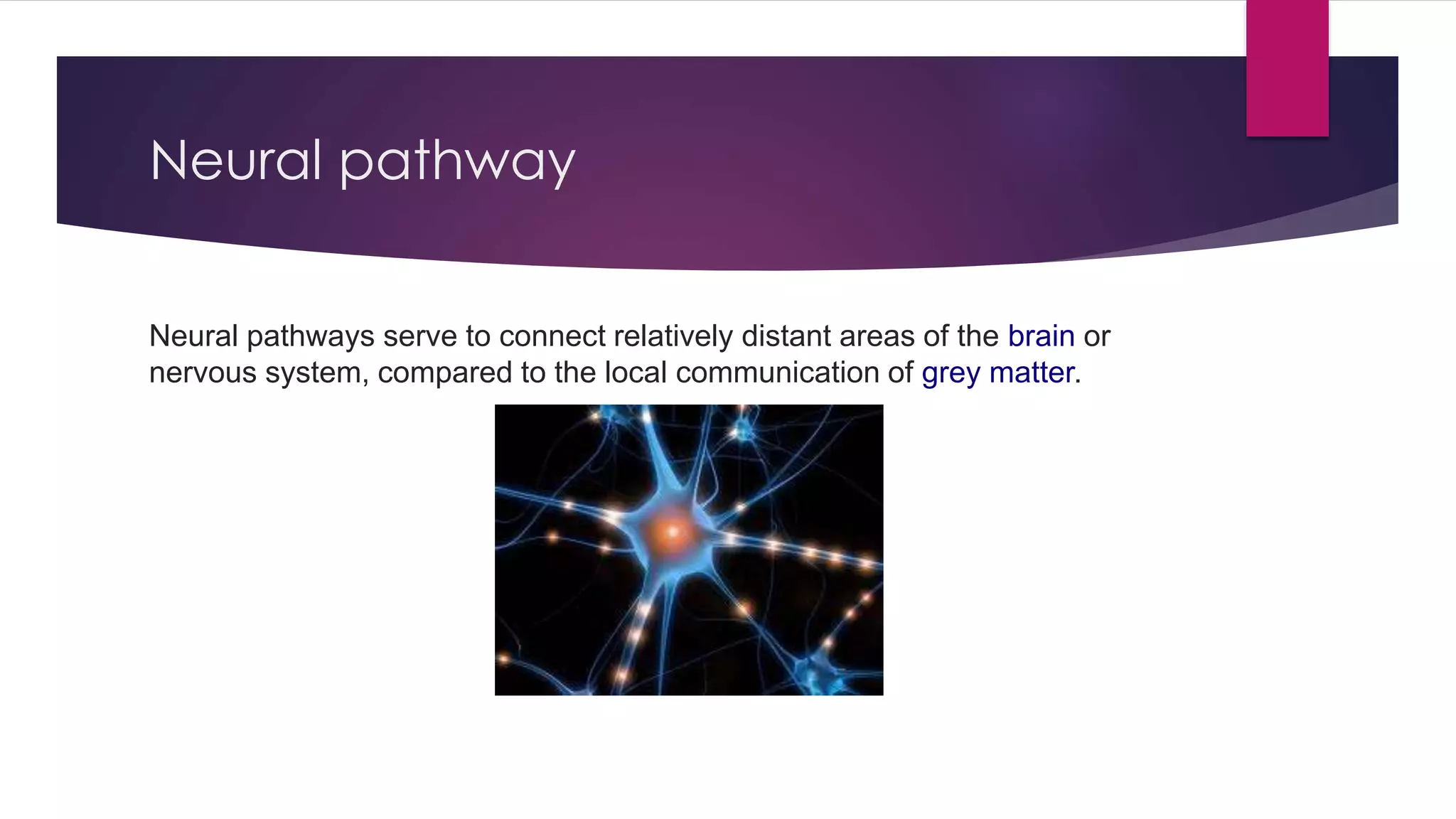 Neural pathway
Neural pathways serve to connect relatively distant areas of the brain or
nervous system, compared to the local communication of grey matter.
 