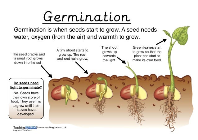 how long to germinate seeds in water how long to germinate seeds in water