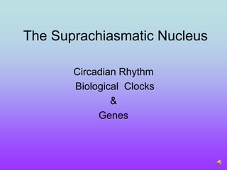  The Suprachiasmatic Nucleus Circadian Rhythm  Biological  Clocks  & Genes 