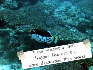 embe  r that
    I wi l l re m
                   ish c an be
     tr ig  g er f            sharks
                         than
         dang   erous
m   ore
 