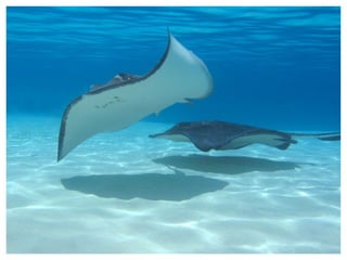 PRESENTACIÓ: INTRODUCCIÓ :  Els oceans i mars. Importància.  (3) LA CONTAMINACIÓ DELS MARS I OCEANS :  Fonts contaminants de mars i oceans.  (4) Conseqüències de la contaminació del mar .  (9) LES SOLUCIONS QUE ES PODEN PENDRE .(12) CONCLUSIÓ .(22) 