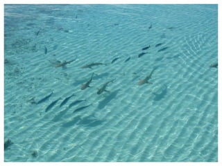 INTRODUCCIÓ Els oceans i mars. Importància. Els oceans i els mars cobreixen més de les dues terceres parts de la superfície de la Terra. A les seves aigües hi podem trobar moltes formes de vida, des de plàncton i plantes marines fins a enormes balenes. D'altra banda, els oceans tenen un paper molt important en el cicle de l'aigua, en la formació dels climes i en la constitució química de l'atmosfera. Des de fa milers d'anys, els éssers humans han explotat els recursos que ofereix el mar: pesca, mitjà de transport de mercaderies i persones... i fins i tot l'han utilitzat per abocar-hi residus. Els mars i oceans són immensos i, en el passat, podien dissoldre i absorbir les petites quantitats de residus que rebien. La immensitat dels oceans ens fa pensar que l'activitat de les persones no pot perjudicar-los. Però actualment la població mundial, en augment constant, produeix grans quantitats d'aigües residuals i altres substàncies contaminants, i posa a prova la capacitat dels mars de dissoldre els residus. Si utilitzem els mars com a abocadors sense mesura ens arrisquem a enverinar una de les fonts de recursos més precioses del nostre planeta. 