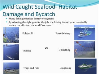 Wild Caught Seafood- Habitat Damage and Bycatch <ul><li>Many fishing practices destroy ecosystems </li></ul><ul><ul><ul><l...