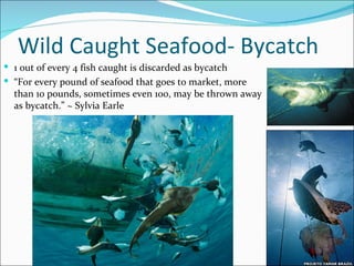 Wild Caught Seafood- Bycatch <ul><ul><ul><ul><ul><li>1 out of every 4 fish caught is discarded as bycatch </li></ul></ul><...
