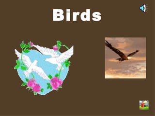 Birds 