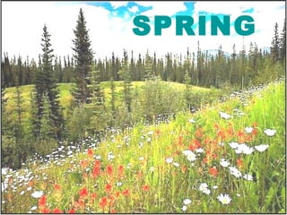 SPRING 