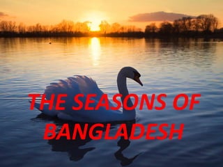 THE SEASONS OF
BANGLADESH
 