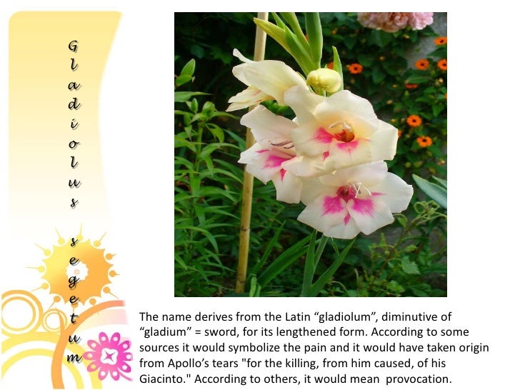 The secret language of flowers