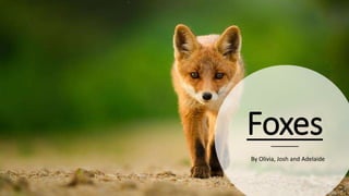 Foxes
By Olivia, Josh and Adelaide
 