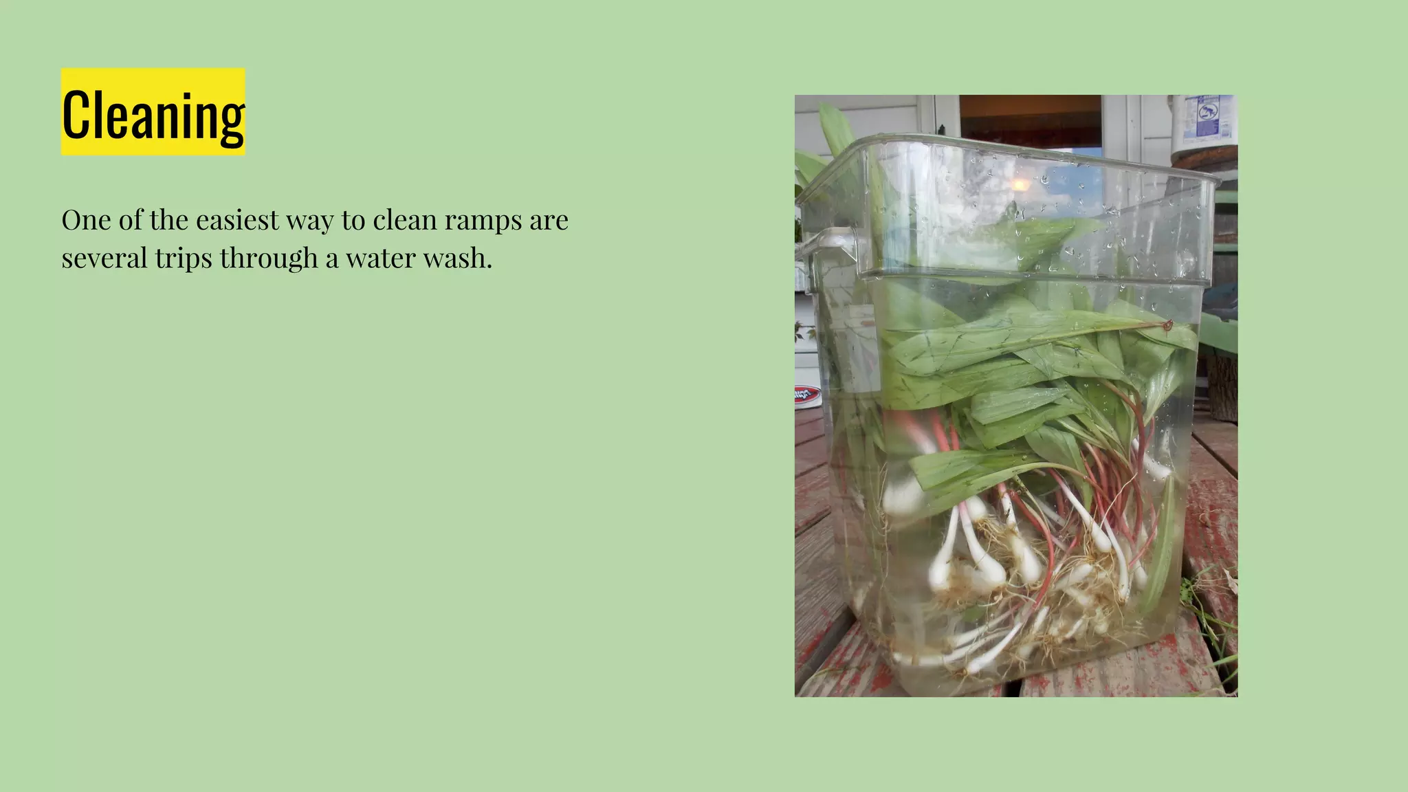 Ramps Not Just a Spring Vegetable, it exists all Summer Long