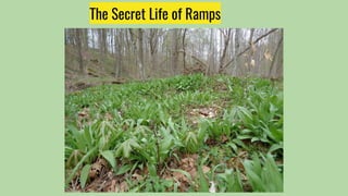 The Secret Life of Ramps
 