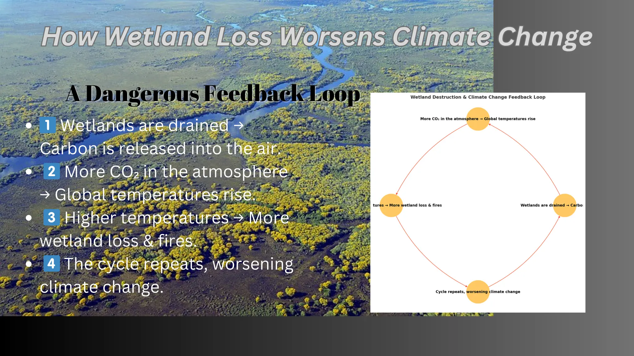 The Secret Role of Wetlands in Fighting Climate Change.pdf