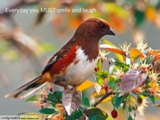 Everyday you MUST smile and laugh
 