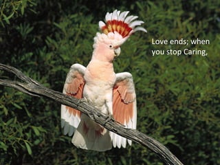 Love ends; when
you stop Caring,
 