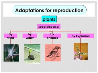 by Explosion
by
wind
seed dispersal
by
water
Adaptations for reproduction
plants
by
animals
 