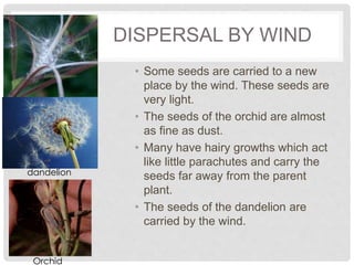 DISPERSAL BY WIND
• Some seeds are carried to a new
place by the wind. These seeds are
very light.
• The seeds of the orchid are almost
as fine as dust.
• Many have hairy growths which act
like little parachutes and carry the
seeds far away from the parent
plant.
• The seeds of the dandelion are
carried by the wind.
dandelion
Orchid
 