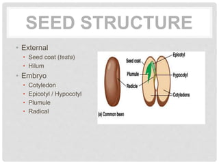 SEED STRUCTURE
• External
• Seed coat (testa)
• Hilum
• Embryo
• Cotyledon
• Epicotyl / Hypocotyl
• Plumule
• Radical
 