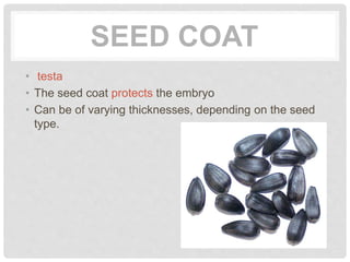 SEED COAT
• testa
• The seed coat protects the embryo
• Can be of varying thicknesses, depending on the seed
type.
 