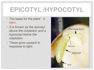 EPICOTYL /HYPOCOTYL
• The basis for the plant’s
stem.
• It is known as the epicotyl
above the cotyledon and a
hypocotyl below the
cotyledon.
• These grow upward in
response to light.
 