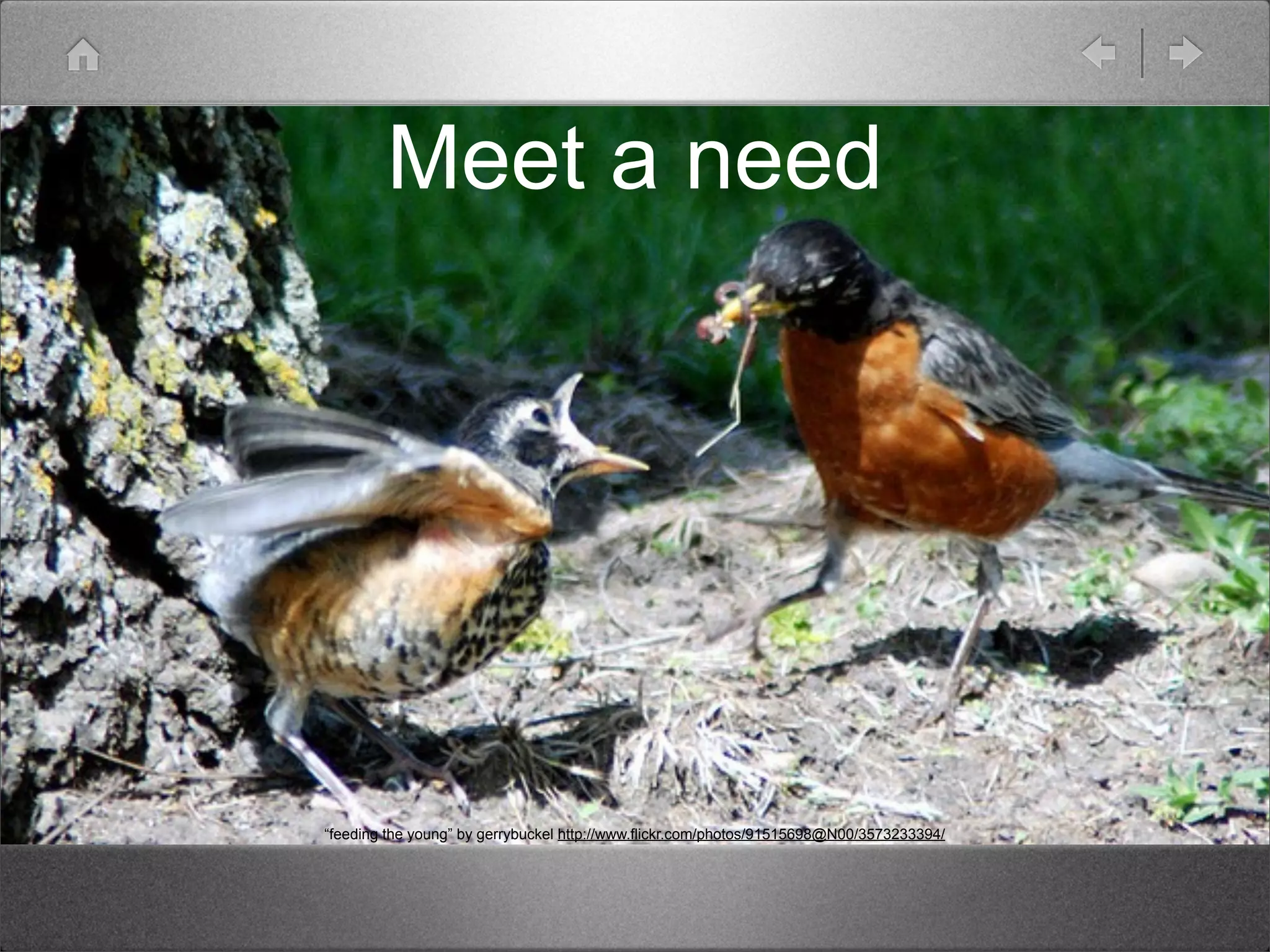 Meet a need




“feeding the young” by gerrybuckel http://www.flickr.com/photos/91515698@N00/3573233394/
 