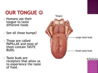 1st Grade - the sense of taste | PPT