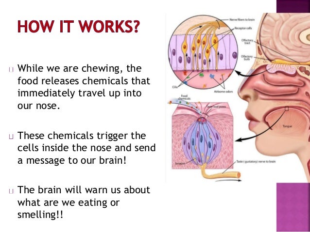 1st grade the sense of taste how smelling works