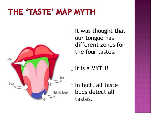 1st grade the sense of taste how the sense of taste works