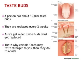 The sense of taste ana girnita | PPT | Free Download