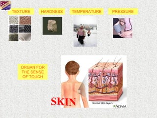 Sense Of Touch Process The Sense Of Touch | PPT