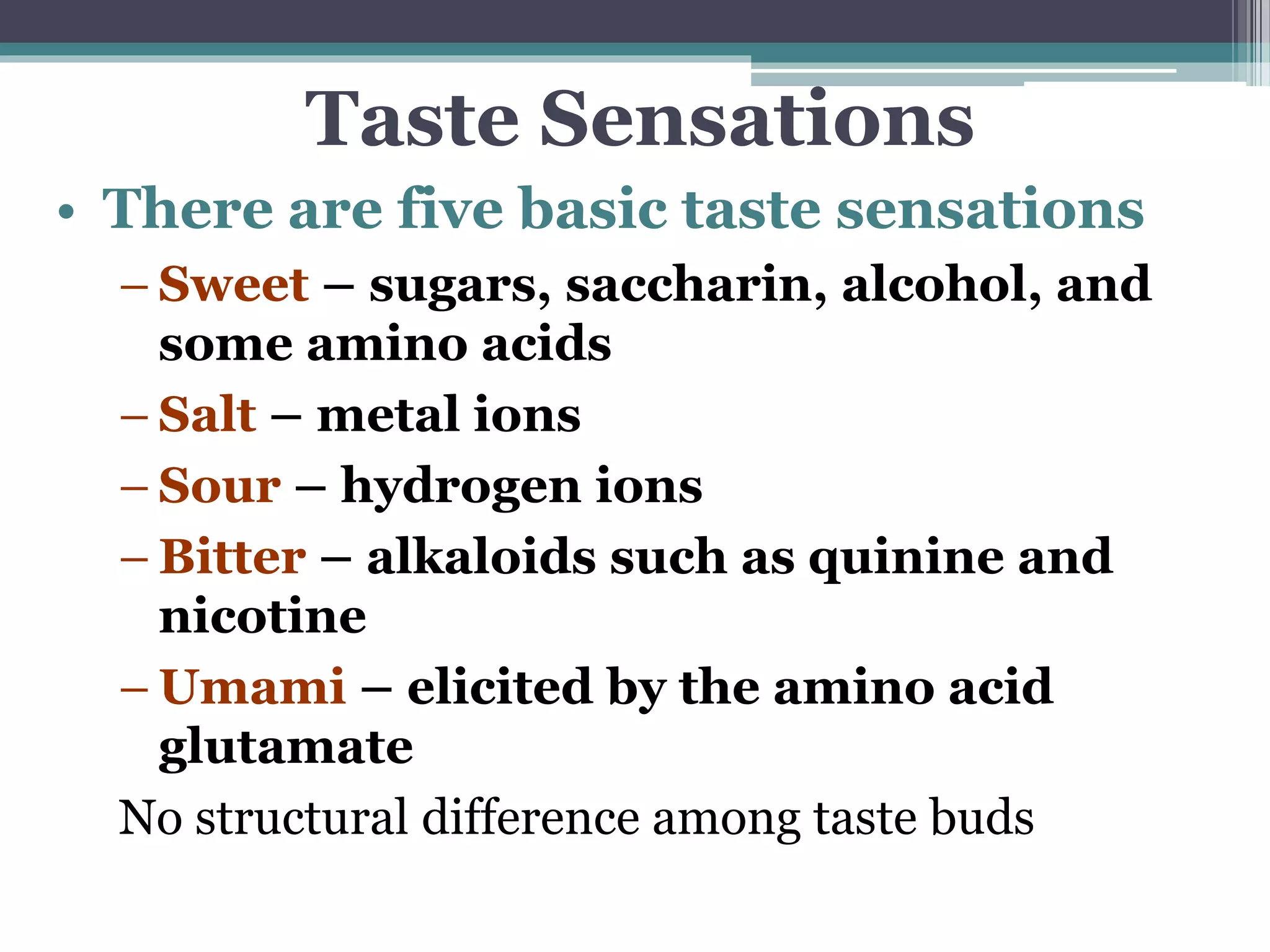 Taste Sensations
• There are five basic taste sensations
– Sweet – sugars, saccharin, alcohol, and
some amino acids
– Salt – metal ions
– Sour – hydrogen ions
– Bitter – alkaloids such as quinine and
nicotine
– Umami – elicited by the amino acid
glutamate
No structural difference among taste buds
 