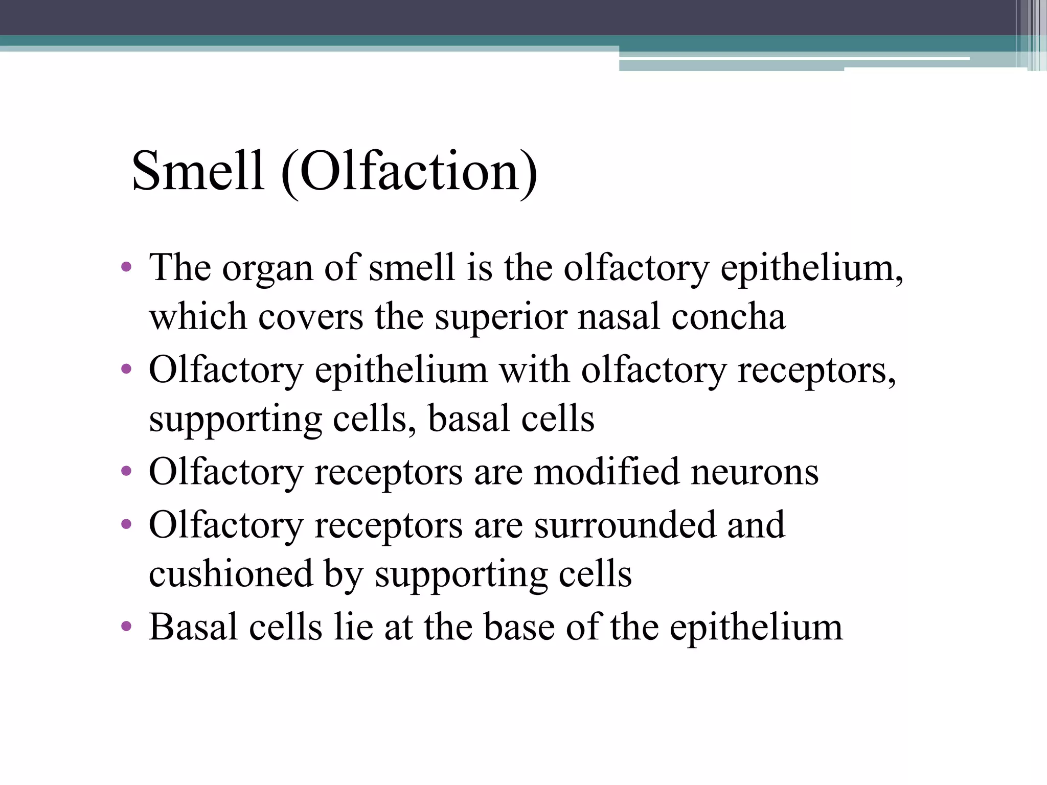 Smell (Olfaction)
• The organ of smell is the olfactory epithelium,
which covers the superior nasal concha
• Olfactory epithelium with olfactory receptors,
supporting cells, basal cells
• Olfactory receptors are modified neurons
• Olfactory receptors are surrounded and
cushioned by supporting cells
• Basal cells lie at the base of the epithelium
 