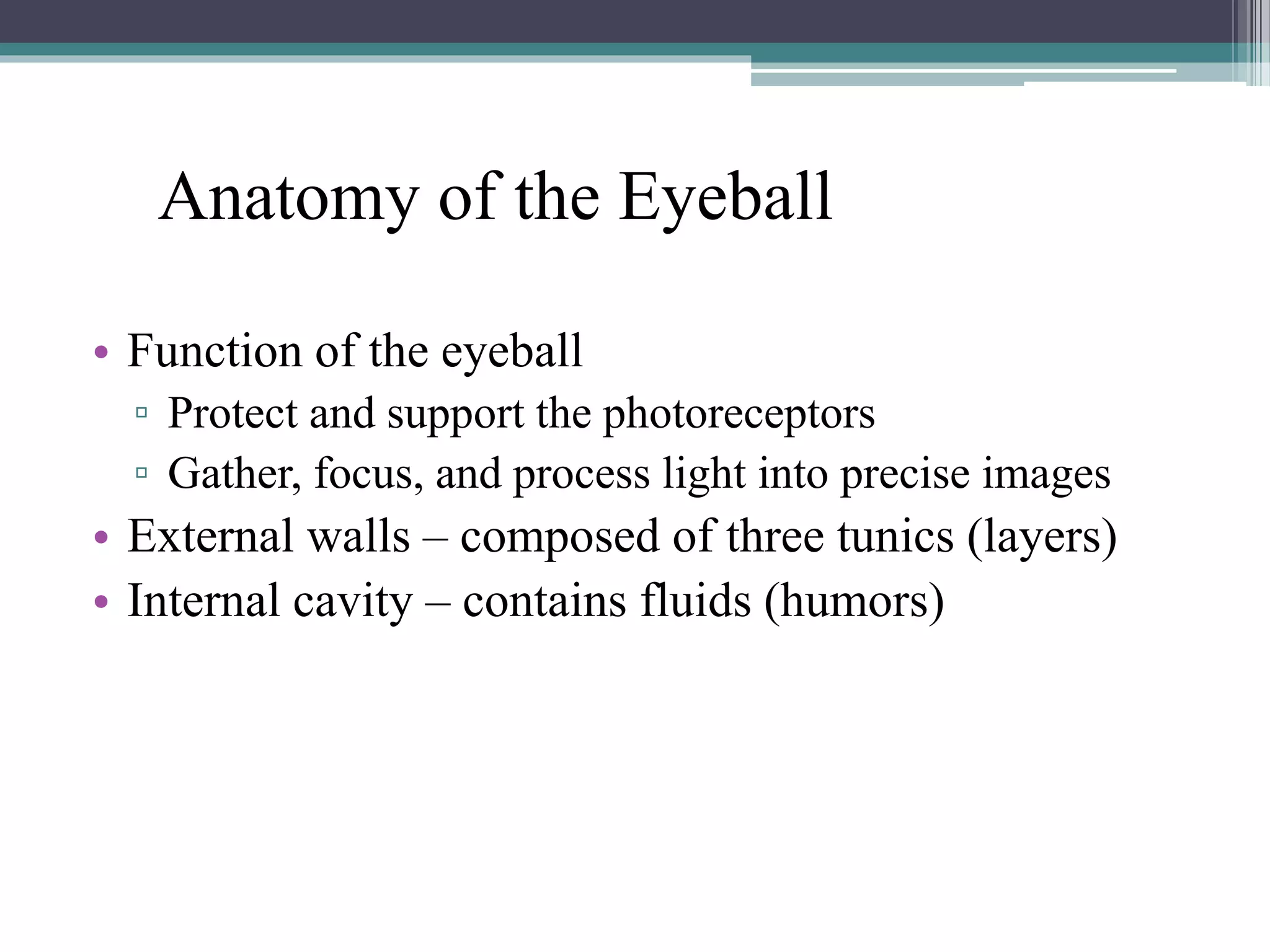 Anatomy of the Eyeball
• Function of the eyeball
▫ Protect and support the photoreceptors
▫ Gather, focus, and process light into precise images
• External walls – composed of three tunics (layers)
• Internal cavity – contains fluids (humors)
 
