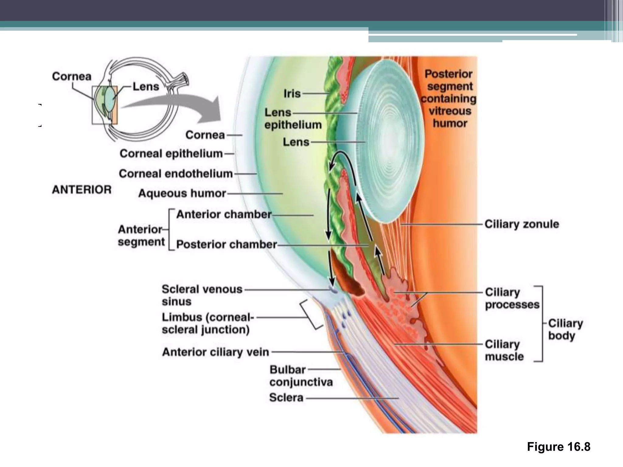 Internal Chambers and Fluids
Figure 16.8
 