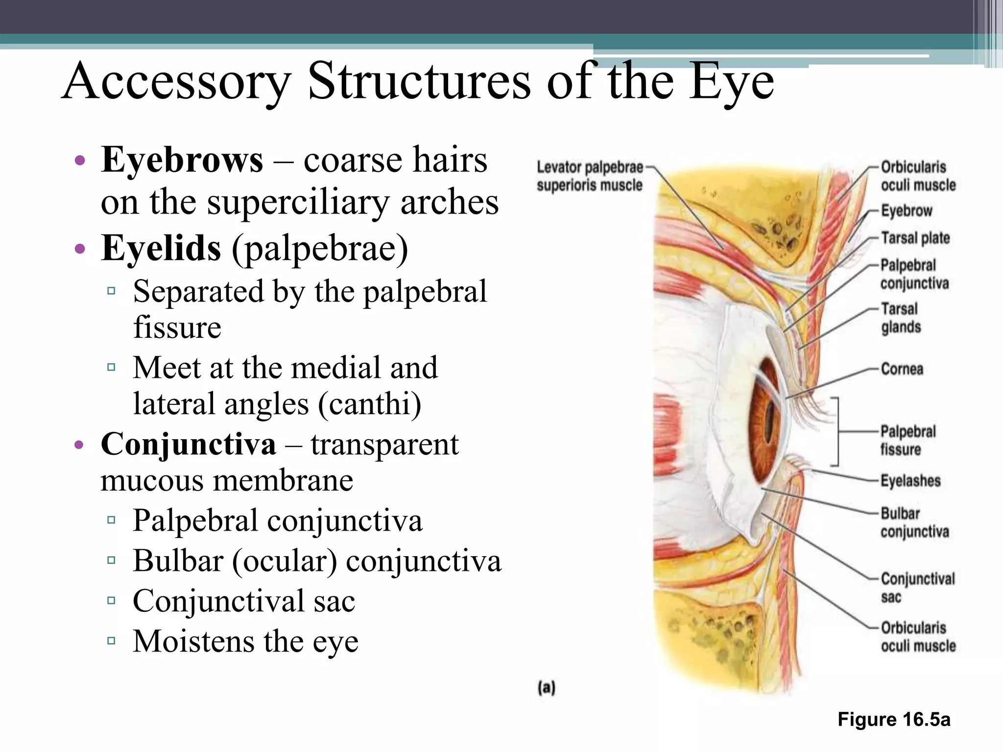 Accessory Structures of the Eye
• Eyebrows – coarse hairs
on the superciliary arches
• Eyelids (palpebrae)
▫ Separated by the palpebral
fissure
▫ Meet at the medial and
lateral angles (canthi)
• Conjunctiva – transparent
mucous membrane
▫ Palpebral conjunctiva
▫ Bulbar (ocular) conjunctiva
▫ Conjunctival sac
▫ Moistens the eye
Figure 16.5a
 