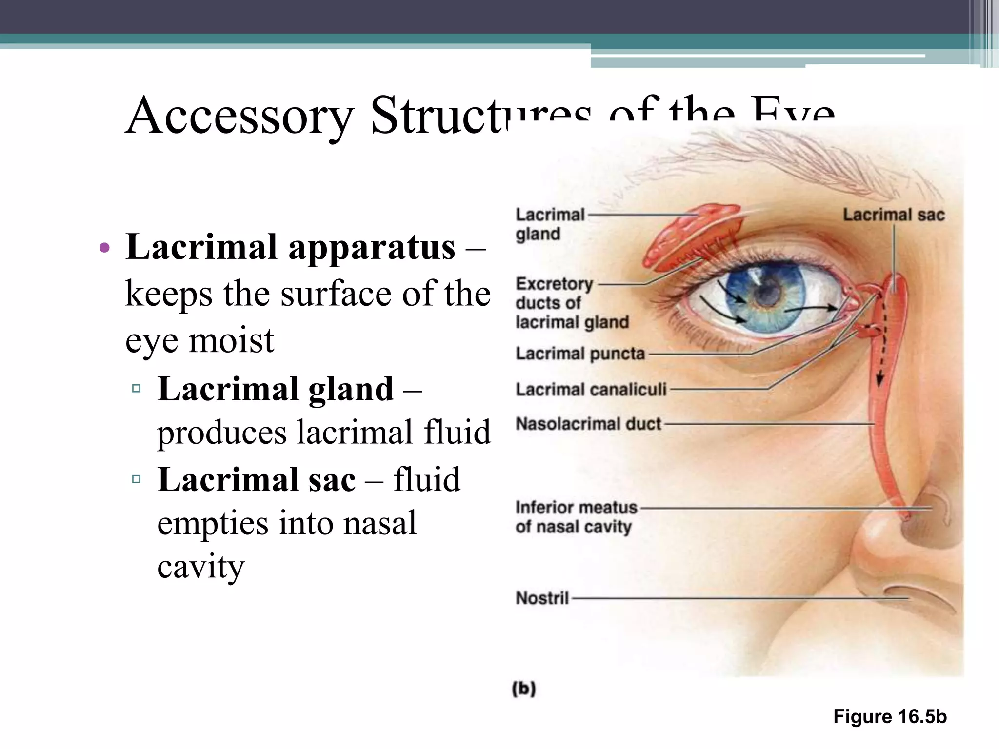 Accessory Structures of the Eye
• Lacrimal apparatus –
keeps the surface of the
eye moist
▫ Lacrimal gland –
produces lacrimal fluid
▫ Lacrimal sac – fluid
empties into nasal
cavity
Figure 16.5b
 