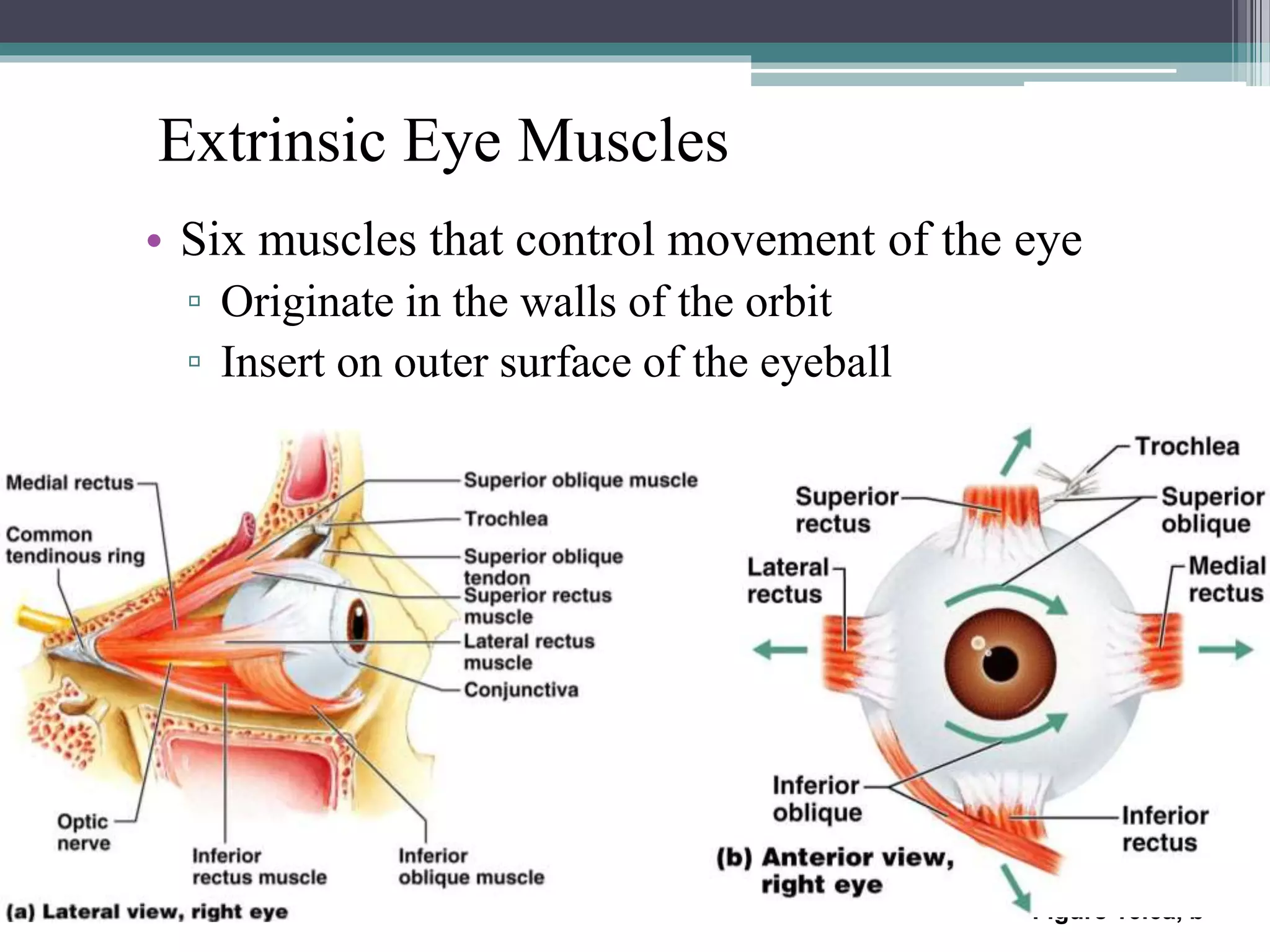Extrinsic Eye Muscles
• Six muscles that control movement of the eye
▫ Originate in the walls of the orbit
▫ Insert on outer surface of the eyeball
Figure 16.6a, b
 