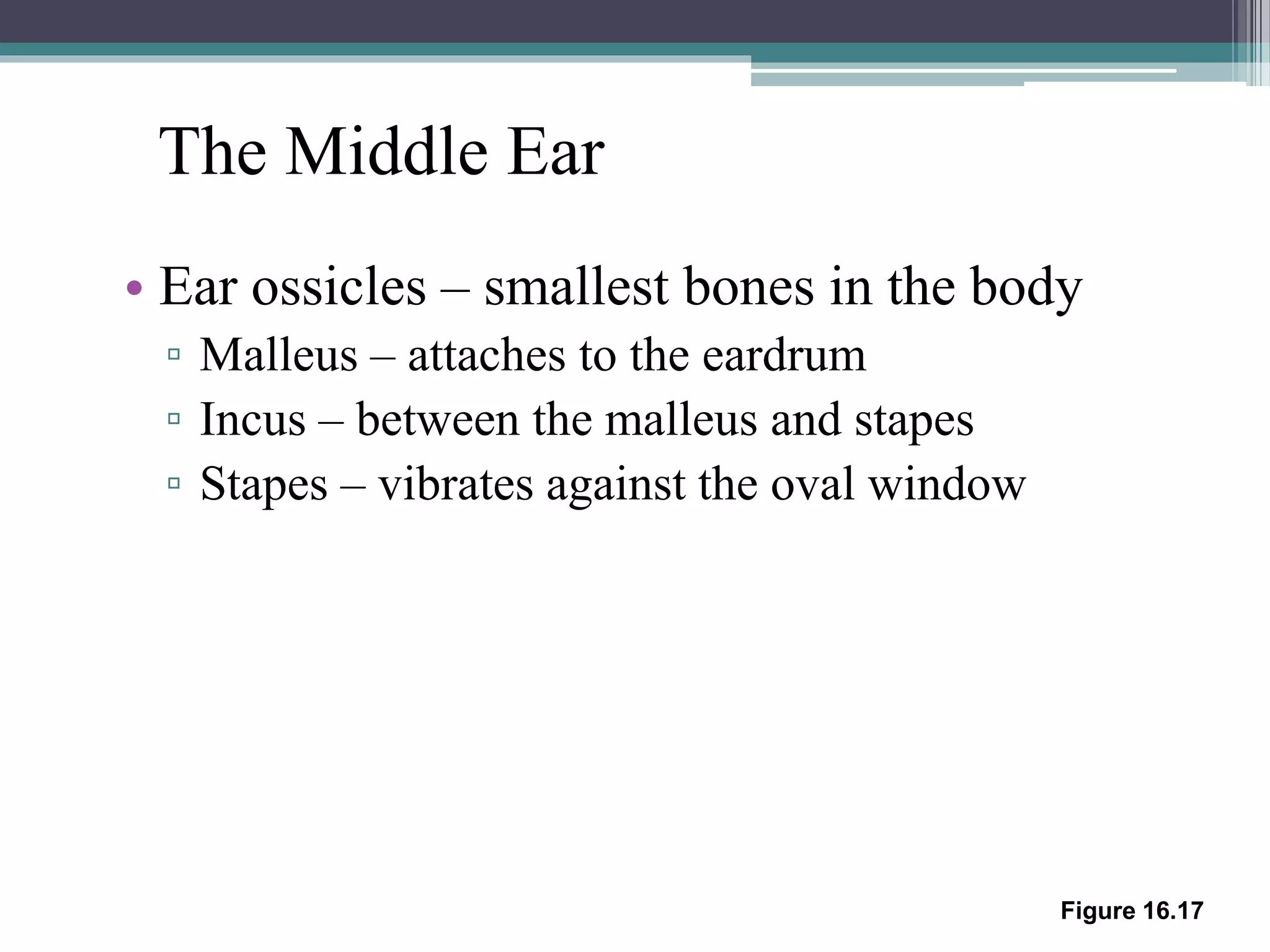 Figure 16.17
The Middle Ear
• Ear ossicles – smallest bones in the body
▫ Malleus – attaches to the eardrum
▫ Incus – between the malleus and stapes
▫ Stapes – vibrates against the oval window
 