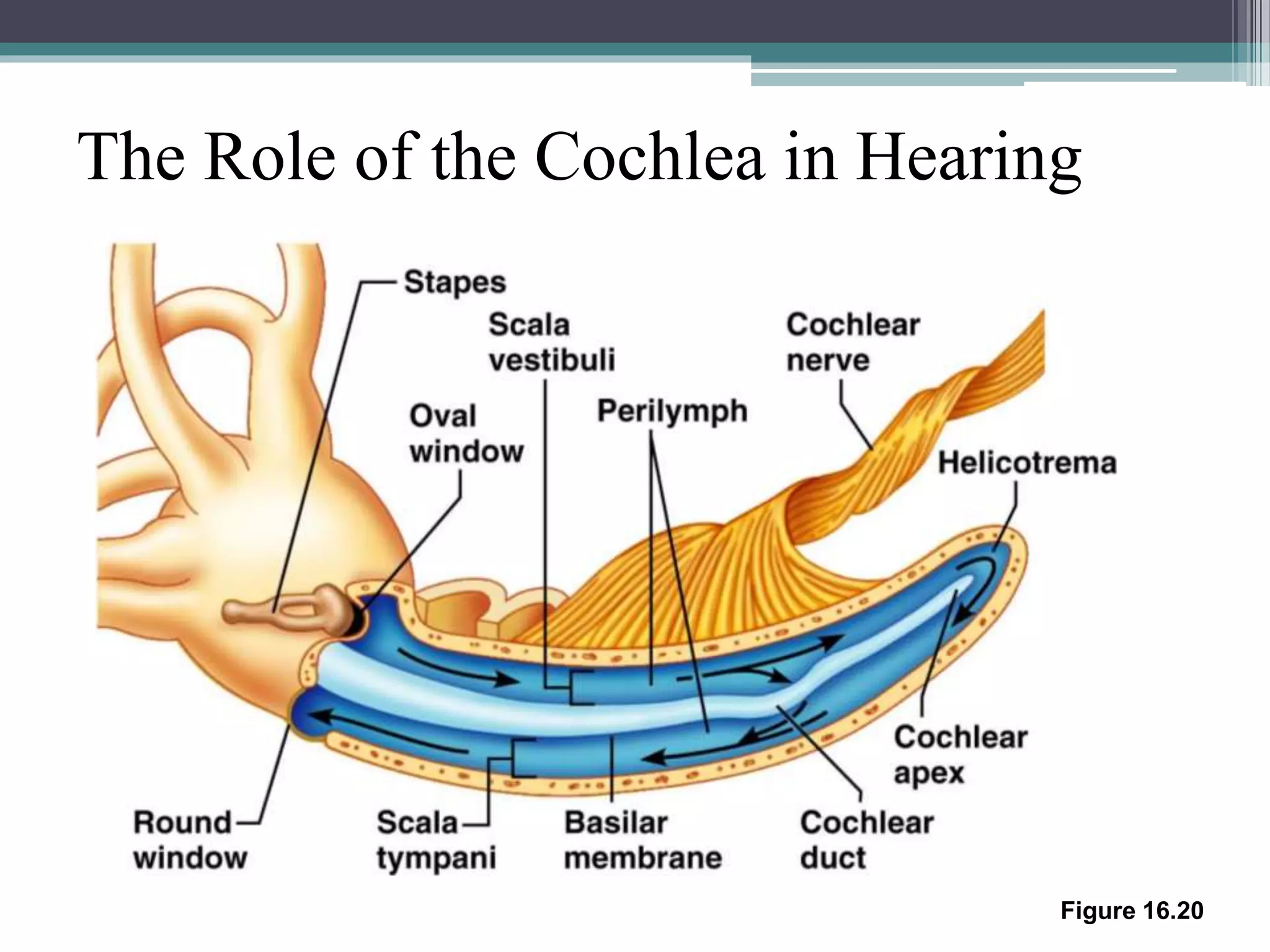 The Role of the Cochlea in Hearing
Figure 16.20
 