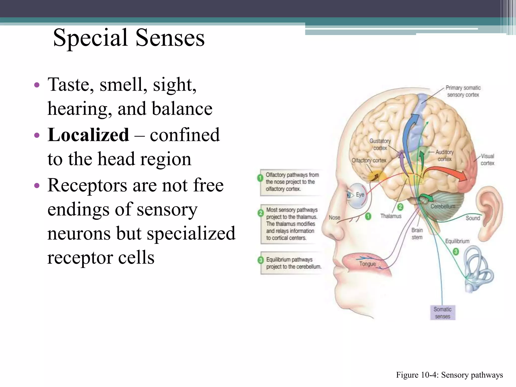 Special Senses
• Taste, smell, sight,
hearing, and balance
• Localized – confined
to the head region
• Receptors are not free
endings of sensory
neurons but specialized
receptor cells
Figure 10-4: Sensory pathways
 