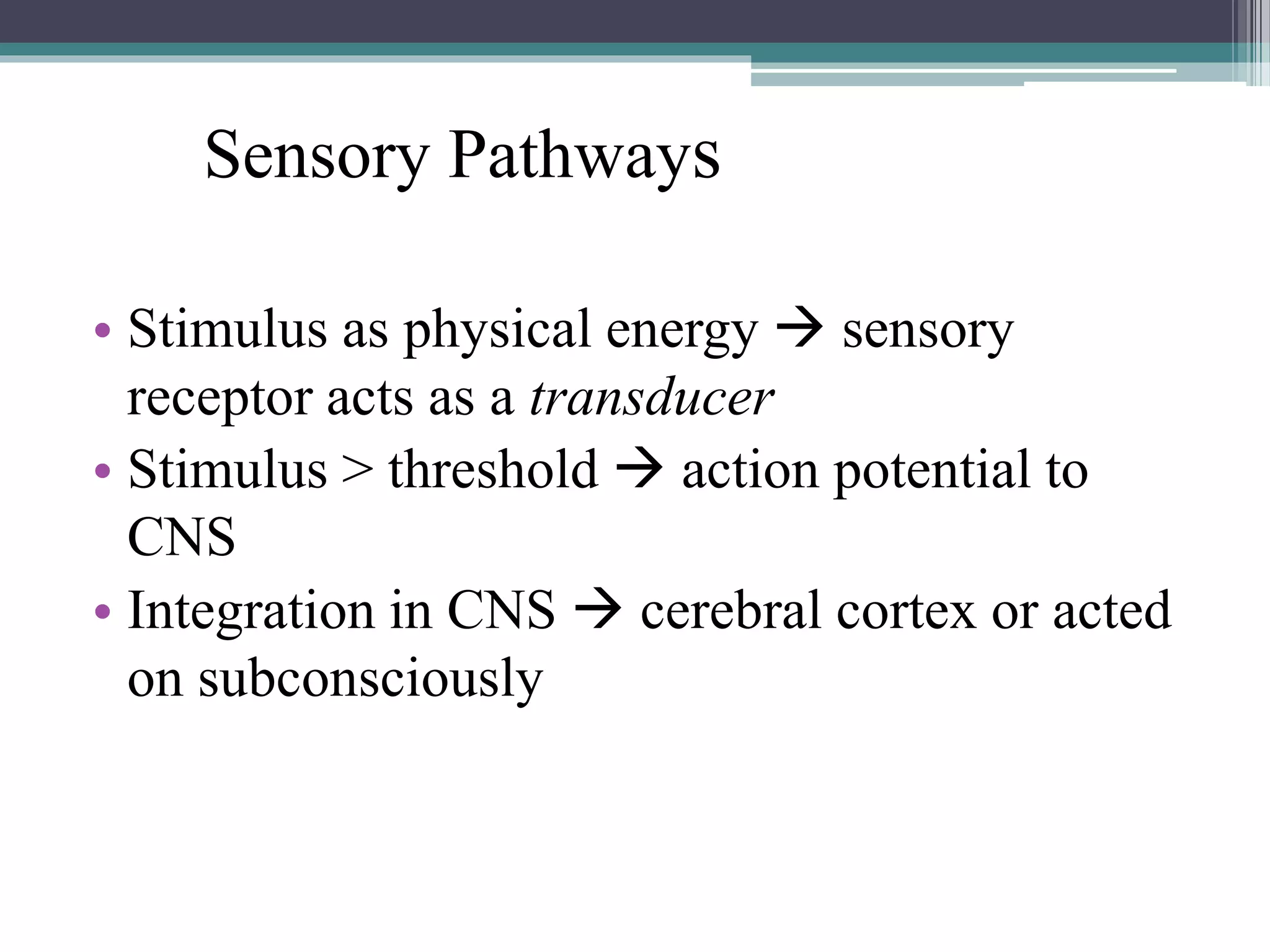 Sensory Pathways
• Stimulus as physical energy  sensory
receptor acts as a transducer
• Stimulus > threshold  action potential to
CNS
• Integration in CNS  cerebral cortex or acted
on subconsciously
 