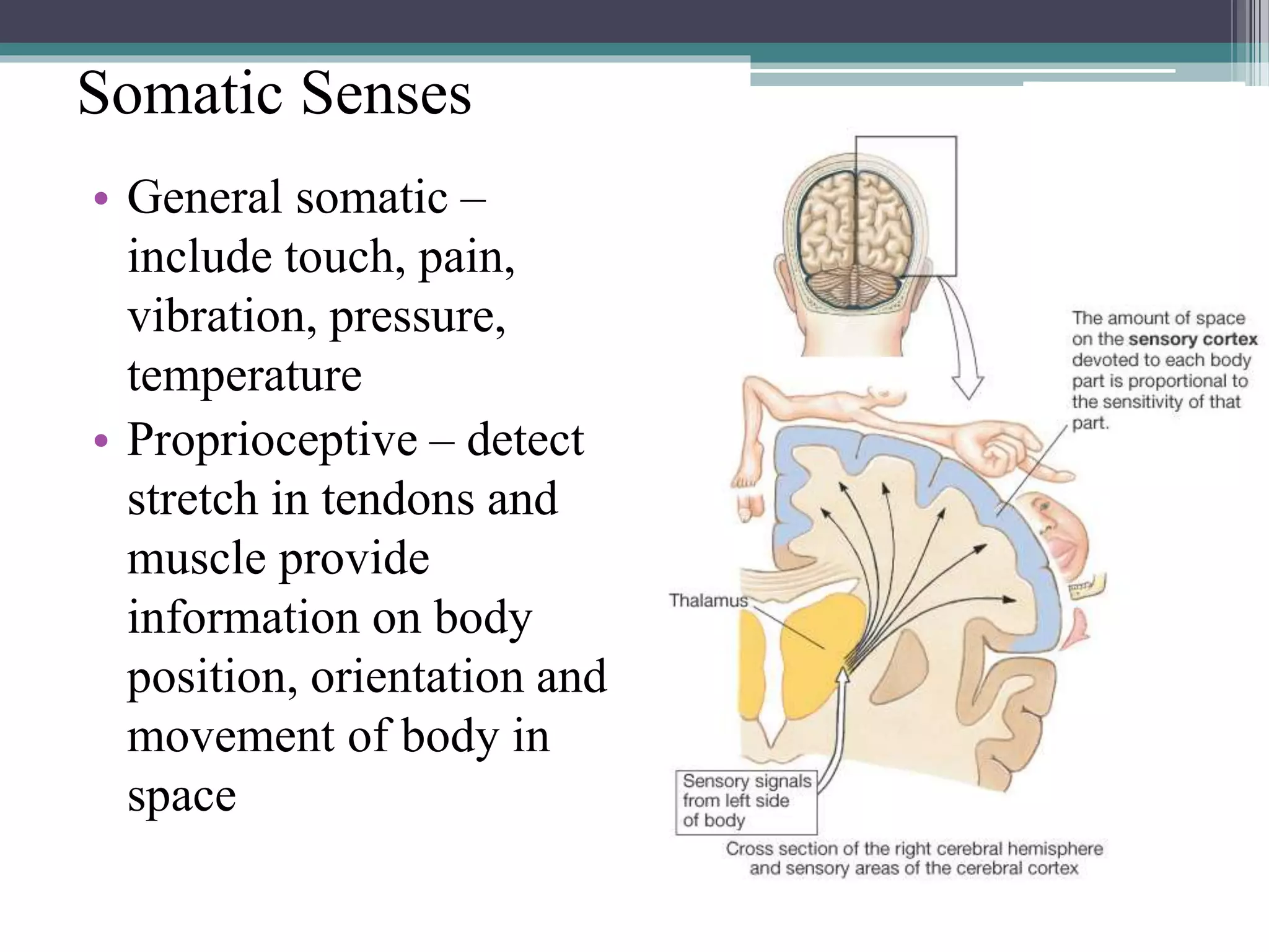 Somatic Senses
• General somatic –
include touch, pain,
vibration, pressure,
temperature
• Proprioceptive – detect
stretch in tendons and
muscle provide
information on body
position, orientation and
movement of body in
space
 