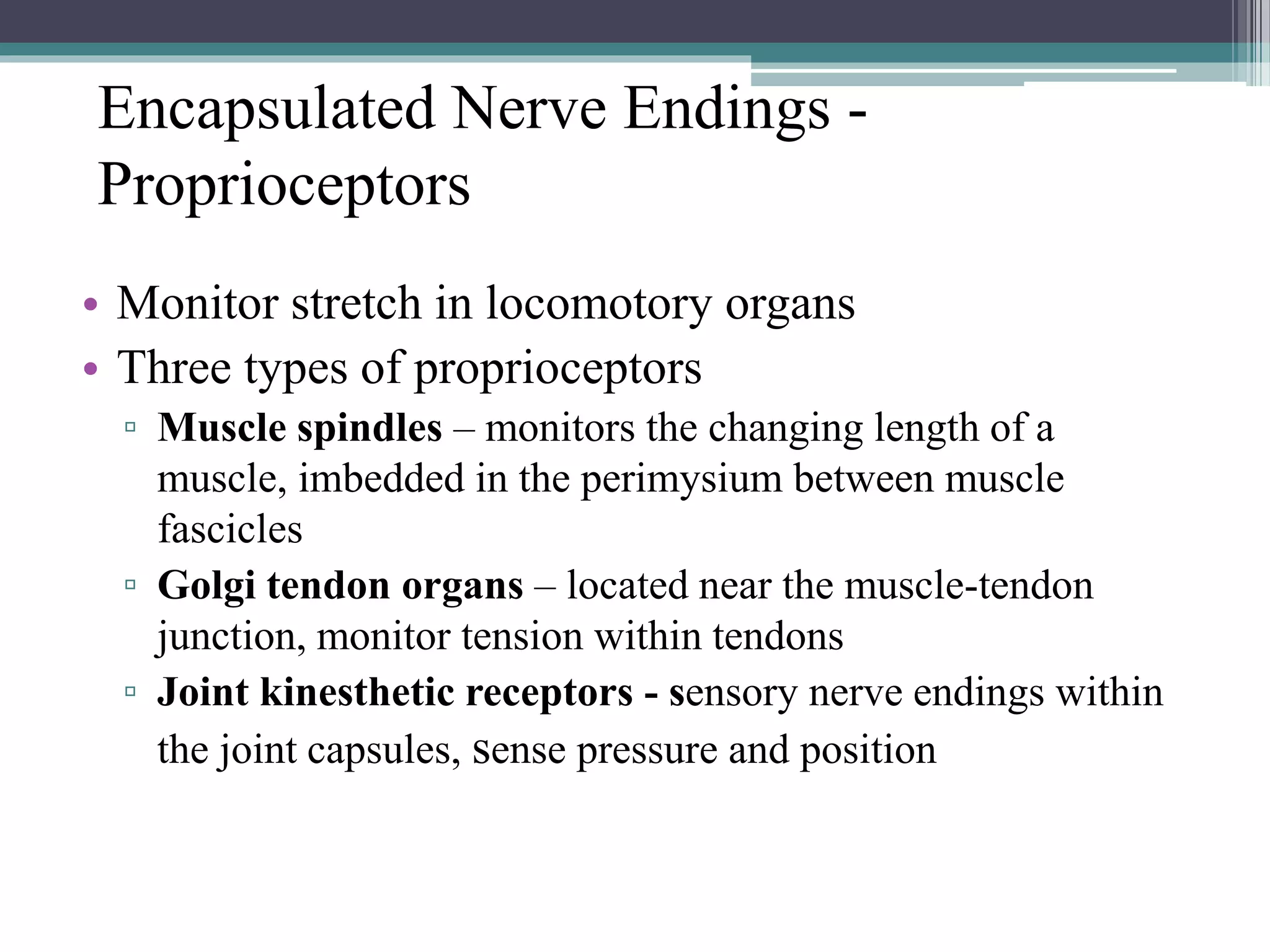 Encapsulated Nerve Endings -
Proprioceptors
• Monitor stretch in locomotory organs
• Three types of proprioceptors
▫ Muscle spindles – monitors the changing length of a
muscle, imbedded in the perimysium between muscle
fascicles
▫ Golgi tendon organs – located near the muscle-tendon
junction, monitor tension within tendons
▫ Joint kinesthetic receptors - sensory nerve endings within
the joint capsules, sense pressure and position
 