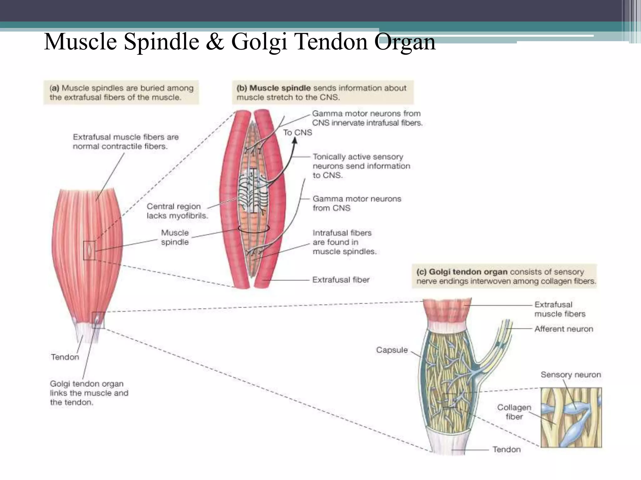 Muscle Spindle & Golgi Tendon Organ
 